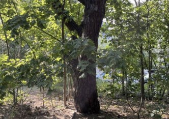 działka na sprzedaż - Warszawa, Wawer, Miedzeszyn, Tuberozy